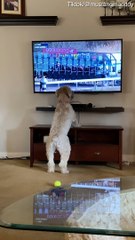 Doggy Jumps for Joy While Watching Horse Race