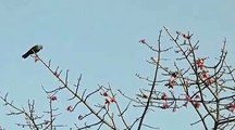 Bird Eating On Tree....