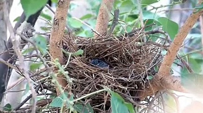 Bird Feeding Baby Bird....