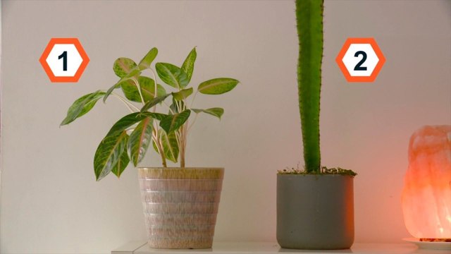 bd-utilice-feng-shui-para-que-en-su-higar-circule-energia-positiva-040121