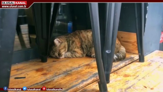 Muş'ta sokak hayvanları unutulmadı