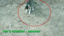 Small animals have more intelligence.. ! You can understand exactly when watching the video.