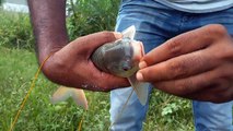 Amazing Fishing By Hook .Catch Rohu Fish _ part - 3