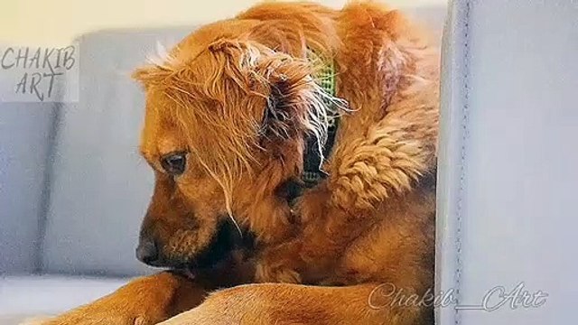 #rap #hiphop #music #rapper #trap #beats #rapmusic #Artist #love #producer #newmusic #hiphopmusic #freestyle #rappers #soundcloud #art #explorepage #spotify #follow #Youtube #dj #like #trapmusic #rnb #hiphop #bhfyp #beat Beau calme pour un adorable chien