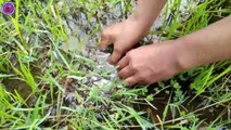 Amazing hand fishing....Fishing in rice field in rural areas . ধানের ক্ষেতে মাছ ধরা দেখুন ।