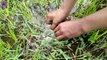 Amazing hand fishing....Fishing in rice field in rural areas . ধানের ক্ষেতে মাছ ধরা দেখুন ।