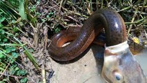 Amazing Hunting _ Big Fish Eating Eel Fish ..