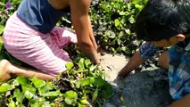 Rural boy catch a big fish by hand .... amazing Fishing