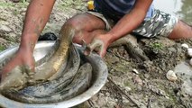 Attractive Fishing Method With Many Eggs From The Hole _ Catch Big Snakehead Fish. Popular Fishing.