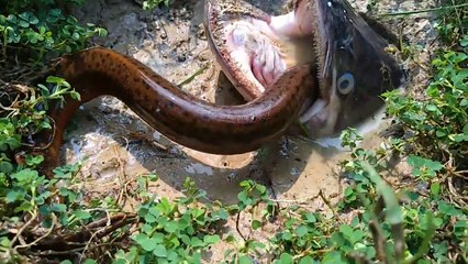 Big Monster Hunting Vaam Or Eel . Monster Fish Could Not Digest Eel Fish.