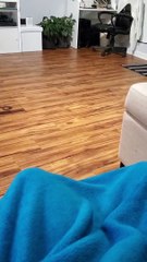 Bearded Dragon Called to Couch