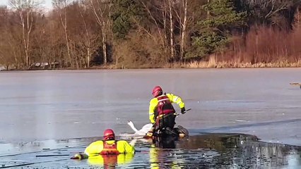 June Murphy - Amazing  rescue on the ice on loch at hoggan field  glasgow Scotland