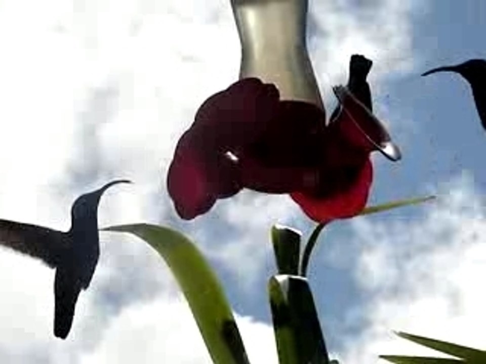 Colibris en plein vol