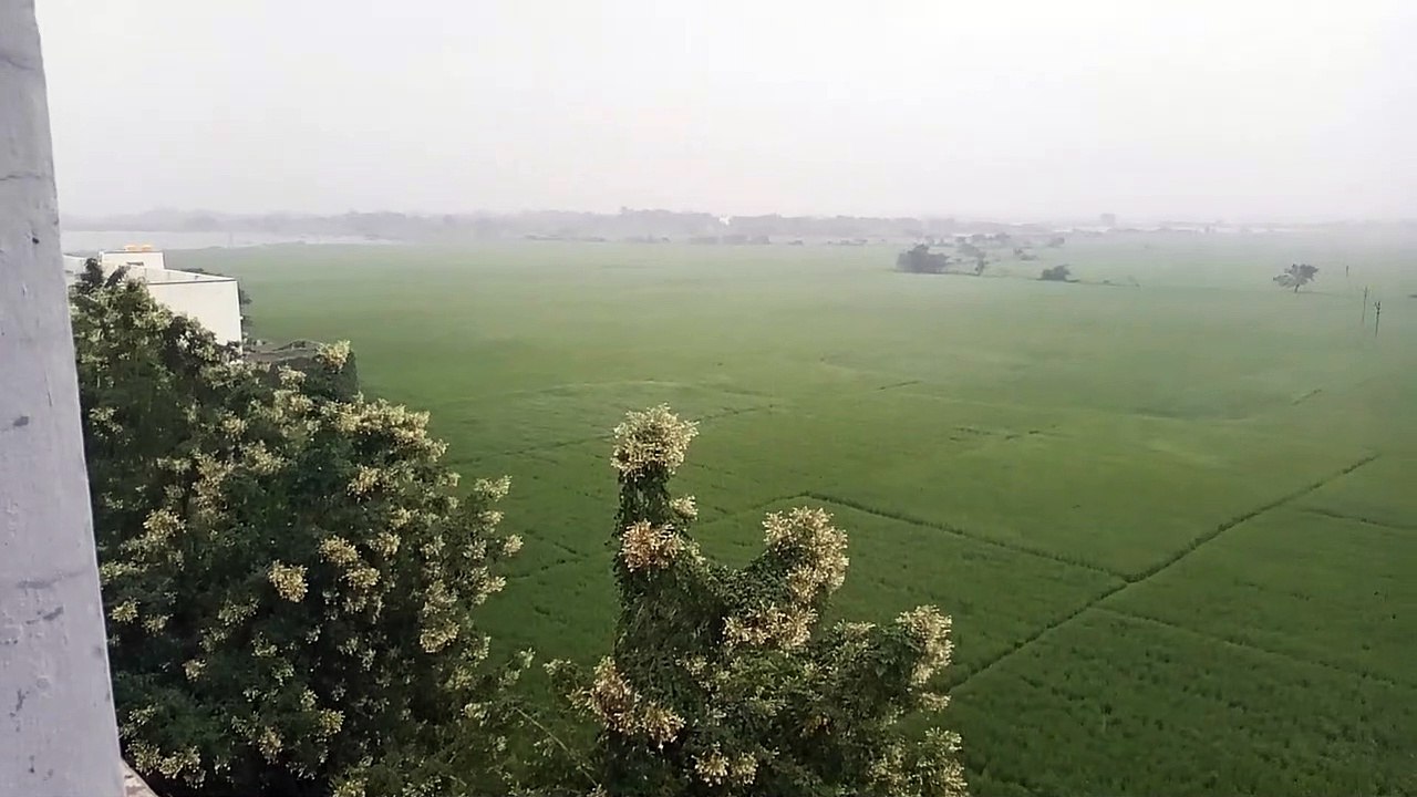 Nature in rain