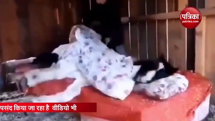 Horse Sleeping During Winter in Quilt