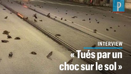 Italie : les centaines d’oiseaux morts à Rome ont été «désorientés par les feux d’artifice»