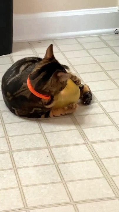 Chippy the Cat Doesn't Trust Balloons