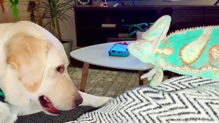 Chameleon Gives Buddy's Ear A Taste Test