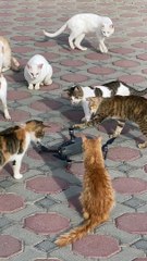 Curious Kitties Swipe at Drone
