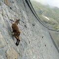 İtalya'daki bir baraj duvarında yerçekimine meydan okuyan dağ keçilerinin muhteşem görüntüleri