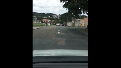 PCPR prende homem por abandono e maus-tratos contra um cachorro em Curitiba