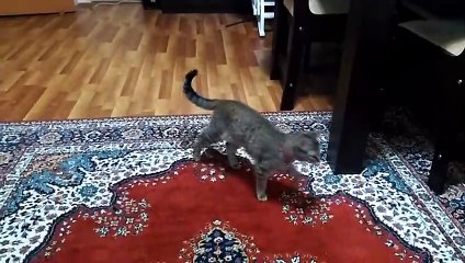 evimizin neşesi kedimizin komik halleri