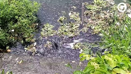 Peixes parecem buscar oxigênio em superfície de lagoa em Linhares