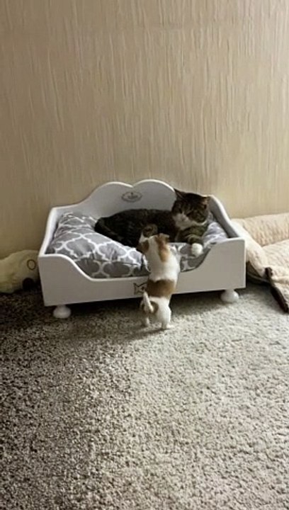 Pushy Puppy Forces Cat from Bed