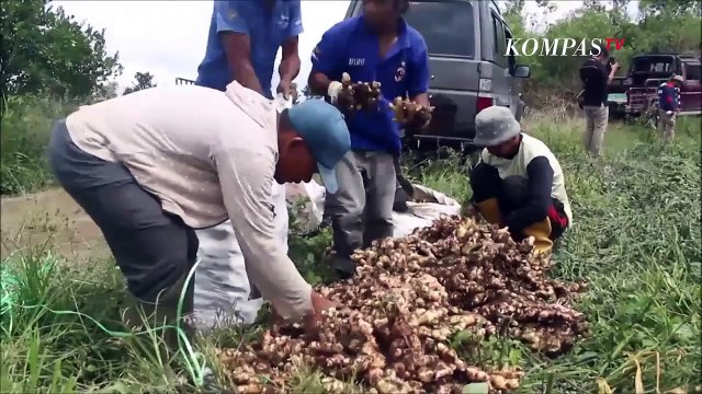 Berkah Petani Jahe Saat Pandemi di Simalungun