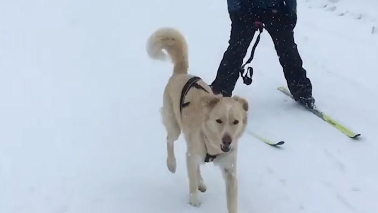 Skijoring pup in action