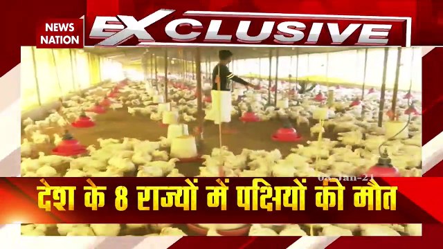 Bird Flu: बर्ड फ्लू के चलते अंडे और चिकन की बिक्री में आई 90 % तक की गिरावट