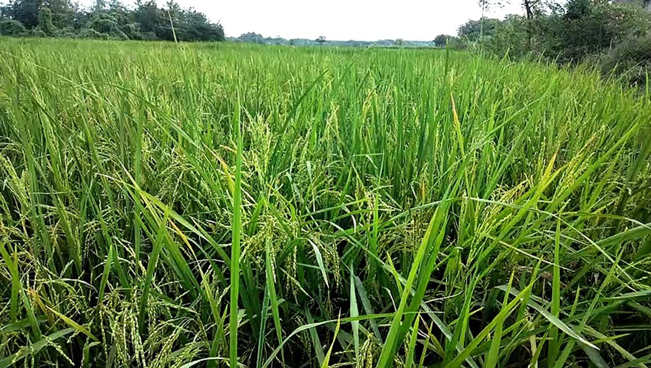 paddy crop every green