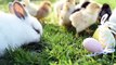 Close Up Newborn Chickens And Easter Bunny In Warm Tone On The Grass Field On Green Background.