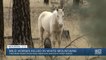 Wild horses killed in White Mountains
