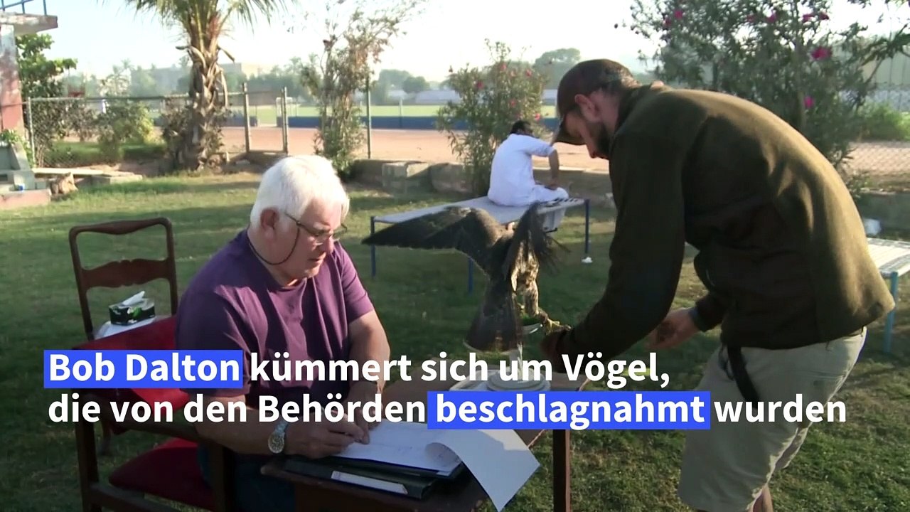 Falkenschmuggel in Pakistan: Ein großes Geschäft