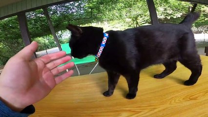 I took photos of stray cats living in Japan.59