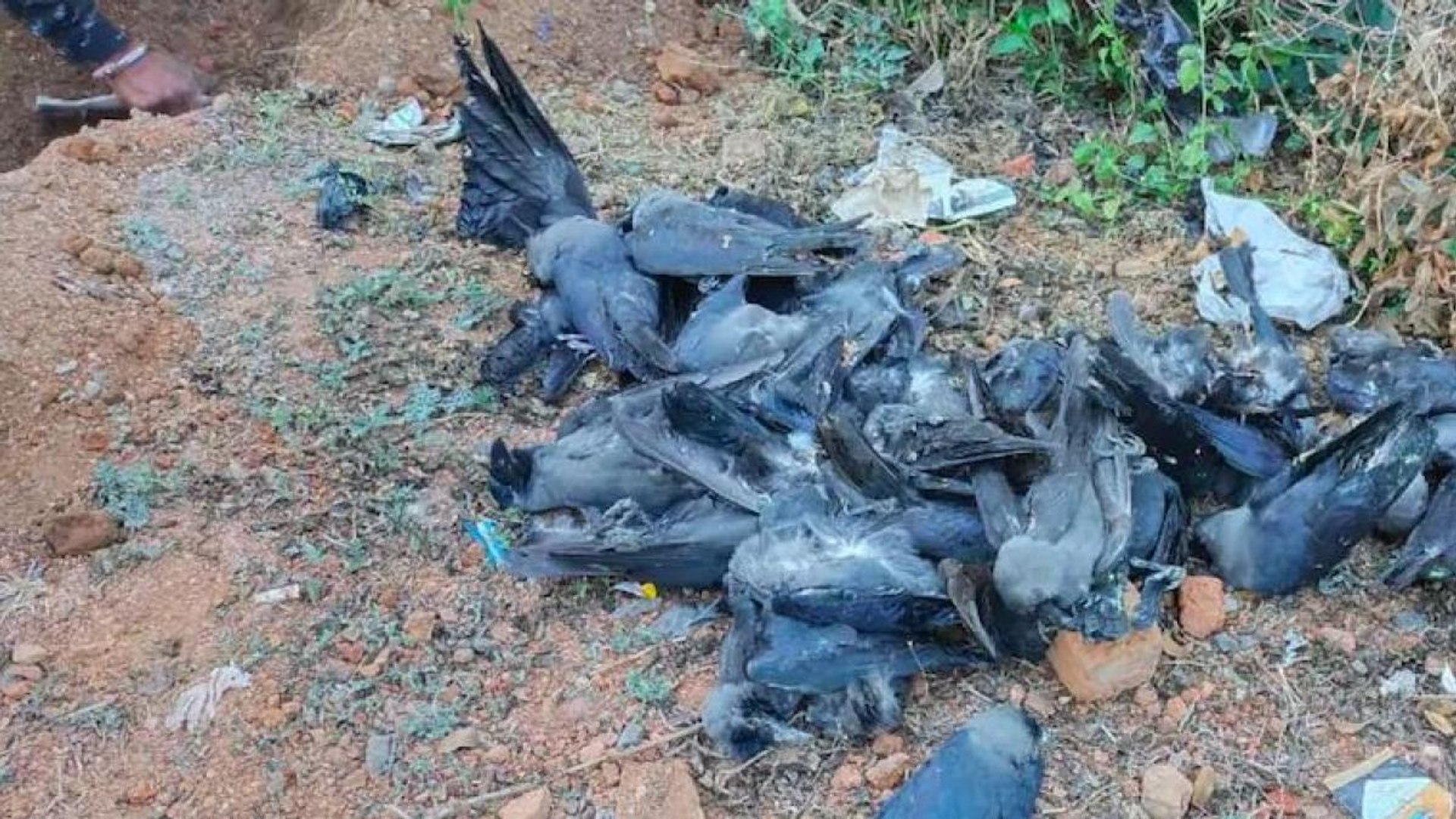 ⁣Bird flu detected in dead crows, MP govt sounds alert