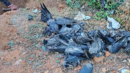 Bird flu detected in dead crows, MP govt sounds alert