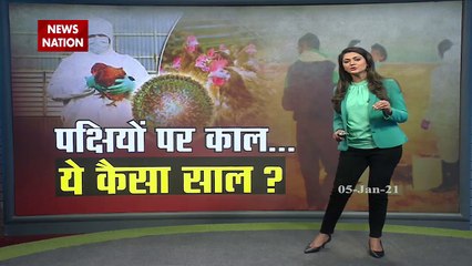 Bird Flu: देश पर मंडराया बर्ड फ्लू का खतरा, देखें रिपोर्ट