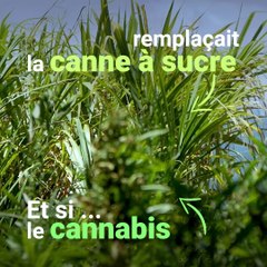 Et si le cannabis remplaçait la canne à sucre à La Réunion ?