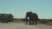Elephant Charging Bus in Etosha National Park Namibia