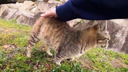 I took photos of stray cats living in Japan.39