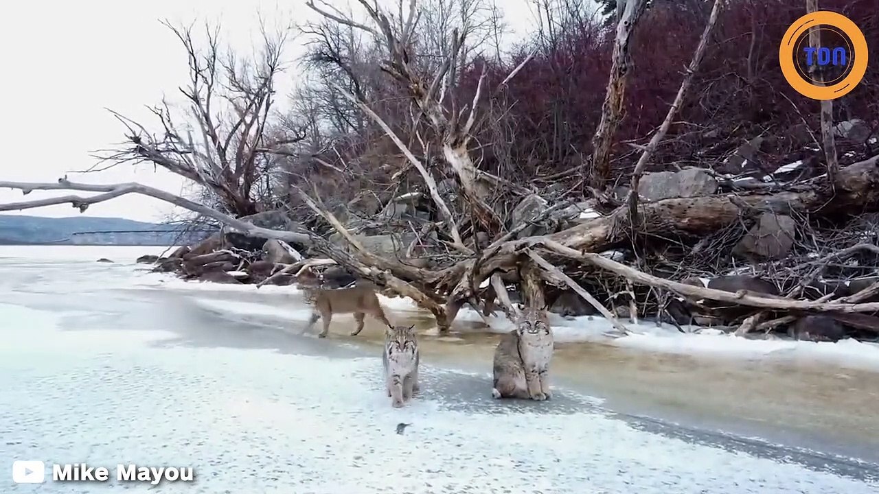 Un photographe fait voler un drone pour découvrir 3 magnifiques lynx en forêt