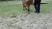 Trick Training