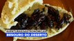 Aventuras Gastronômicas: Besouros do Deserto
