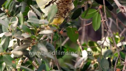 Purple - yellow kabootar_ Yellow-footed Green Pigeon, Grey Indian Hornbill feast on Ficus fruit