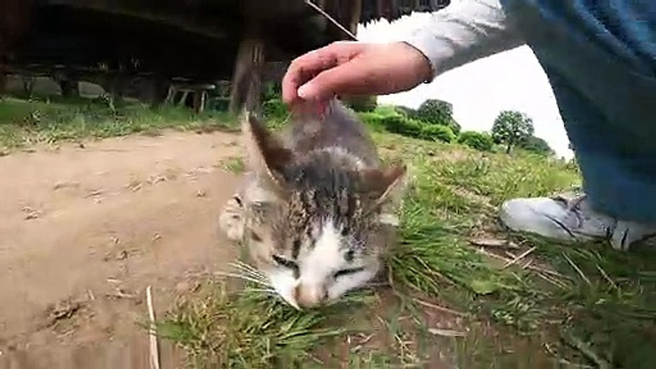 I took photos of stray cats living in Japan.41