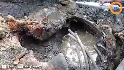 Un jeune rhinocéros laineux retrouvé en Sibérie dans un excellent état de conservation