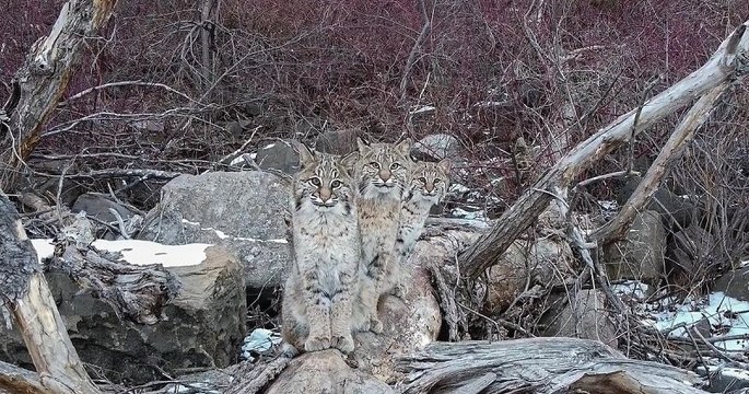 Découvrez la superbe photo de trois lynx assis sur un tronc d’arbre dans le Minnesota