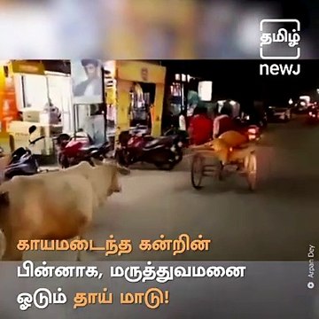 A Cow Runs After Vehicle Carrying Injured Calf To Hospital